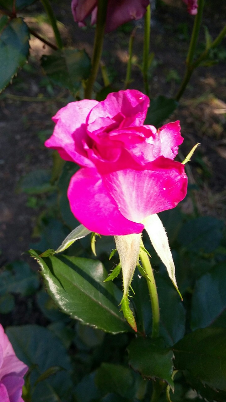 роза