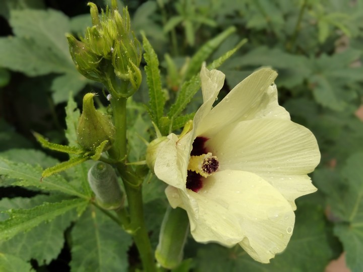 ladies finger flower