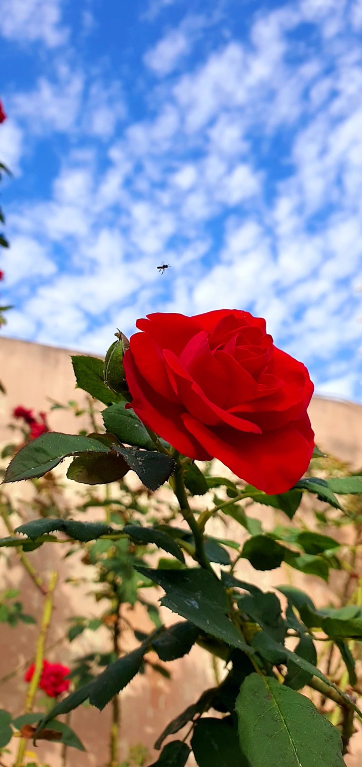 Minha roseira vermelha.