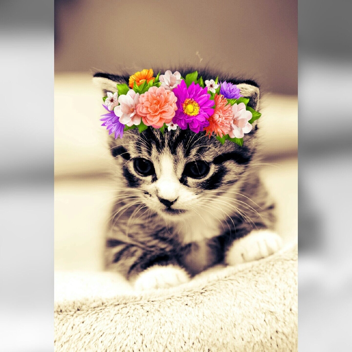 My Cat 