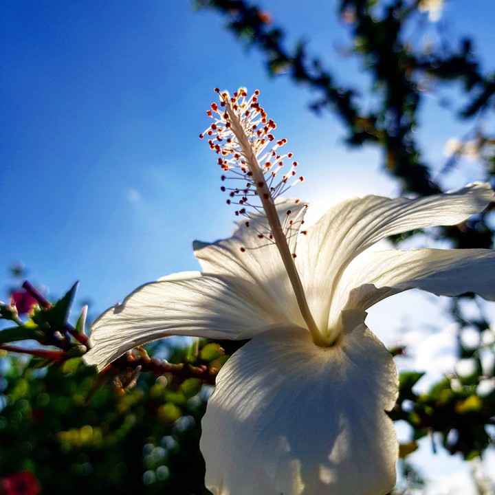 White flower