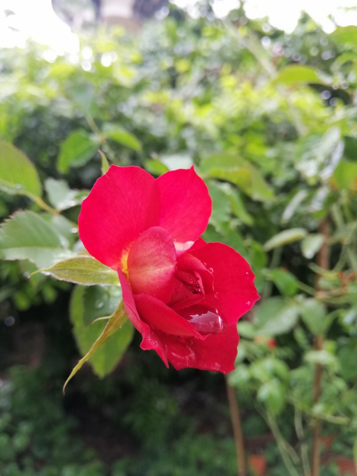 rose