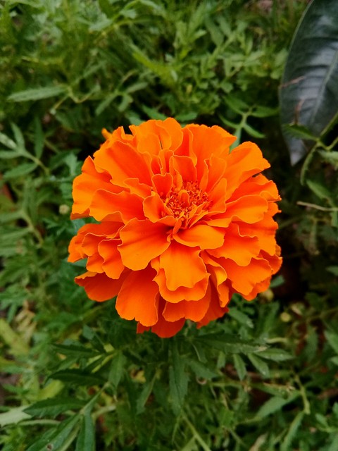 laranja