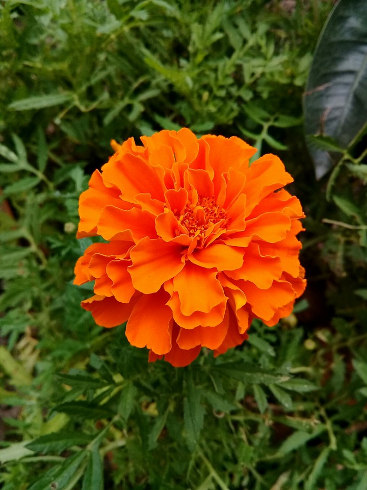 laranja
