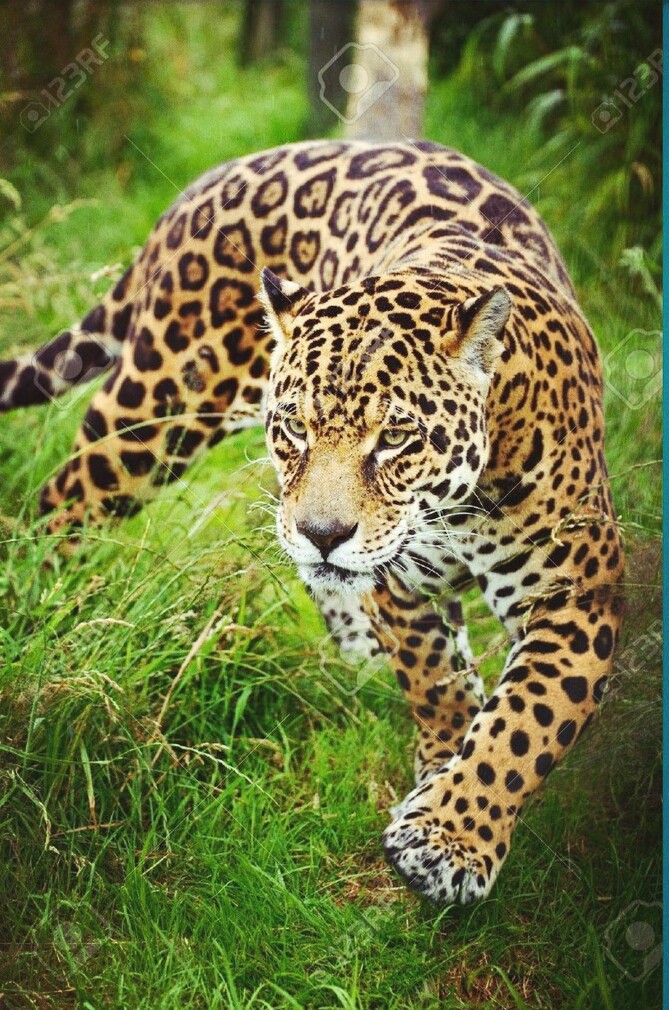 wow!!! jaguar like??