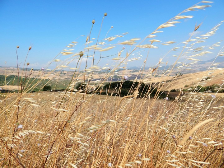 Lucania