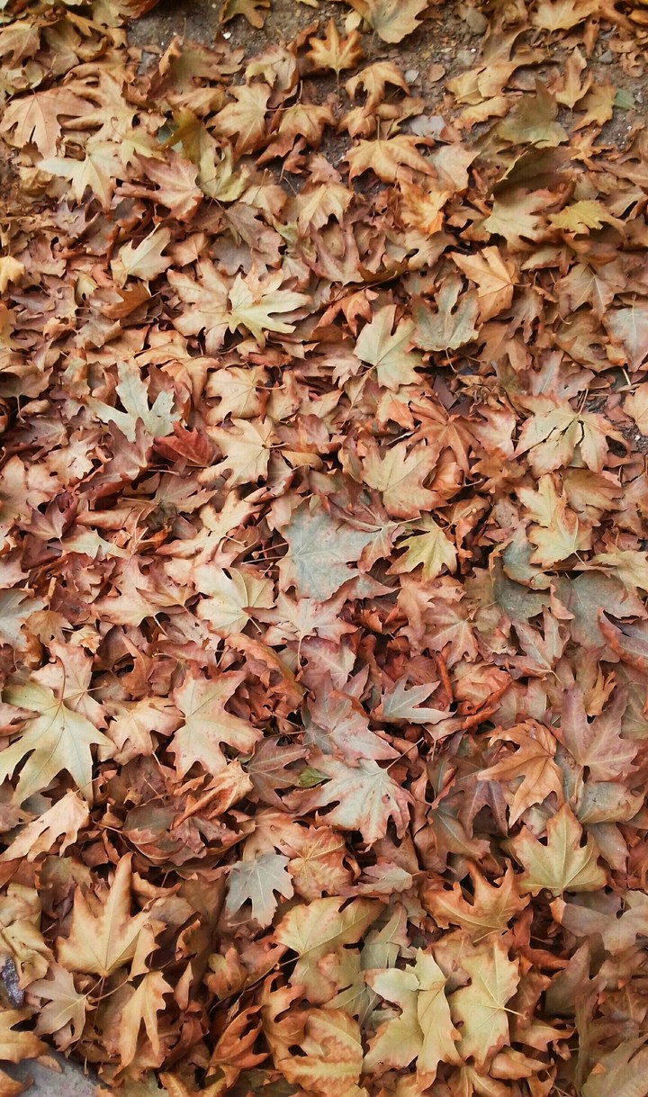 autumn