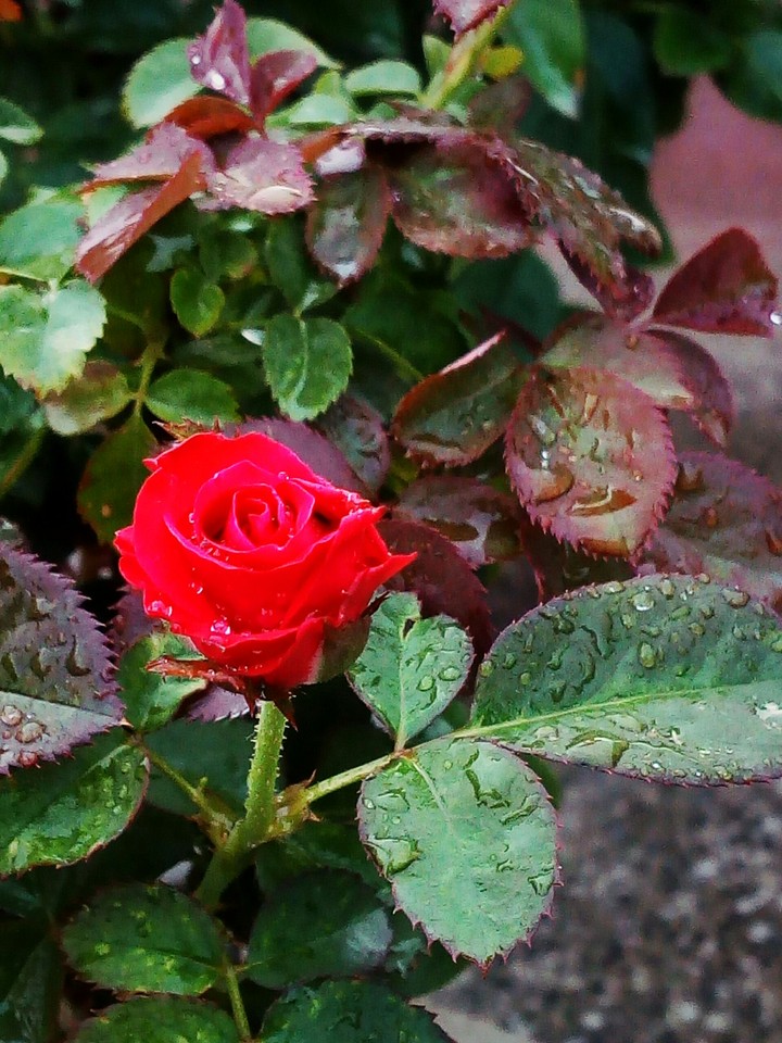 covered with rain drops.... WestBengal#India.