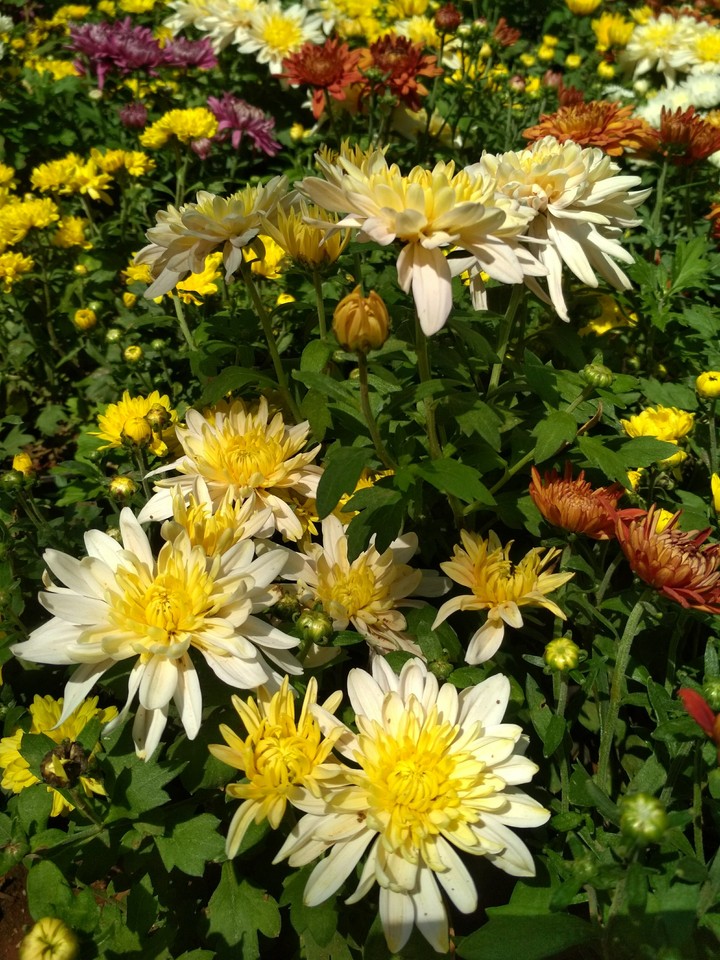Flowers