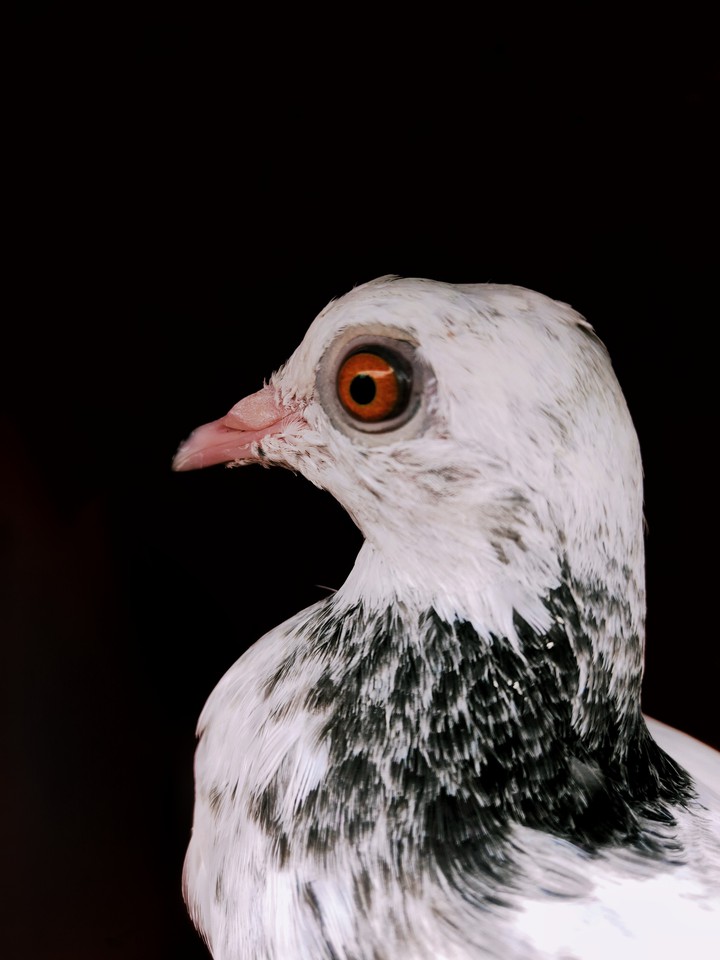 pigeon