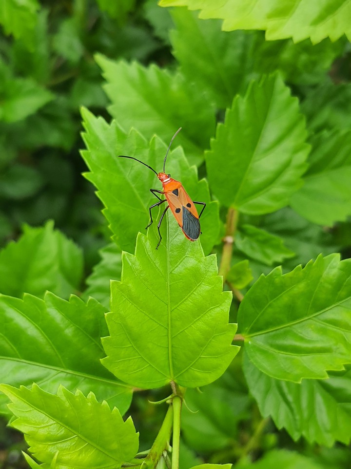 bug in a leaf