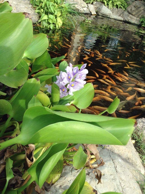 hình nền herb, flora