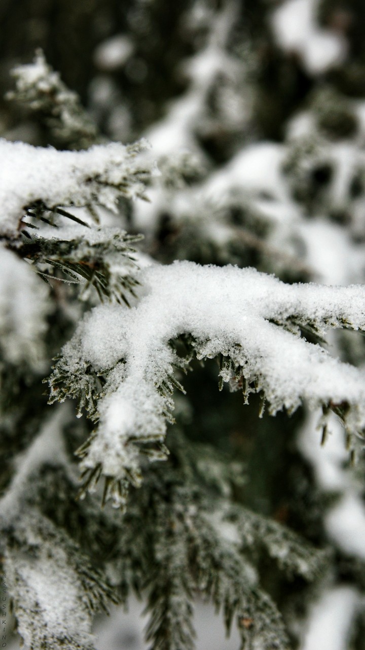 Winter Tree