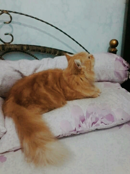 leo lagi liat cicak yg sedang merayap