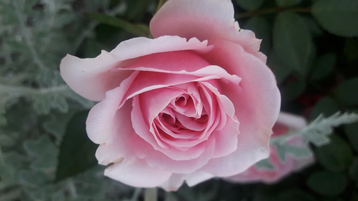 rose