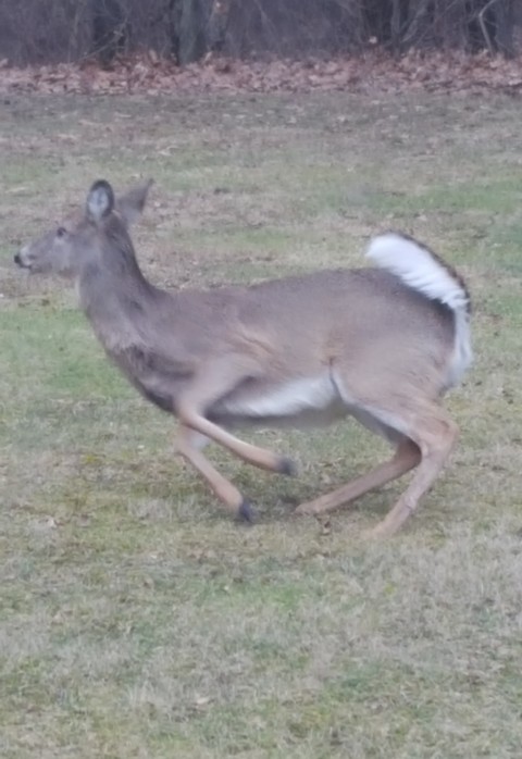 Deer on the run