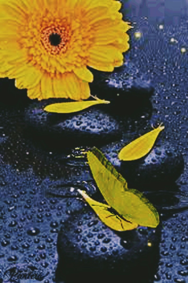 flor amarela