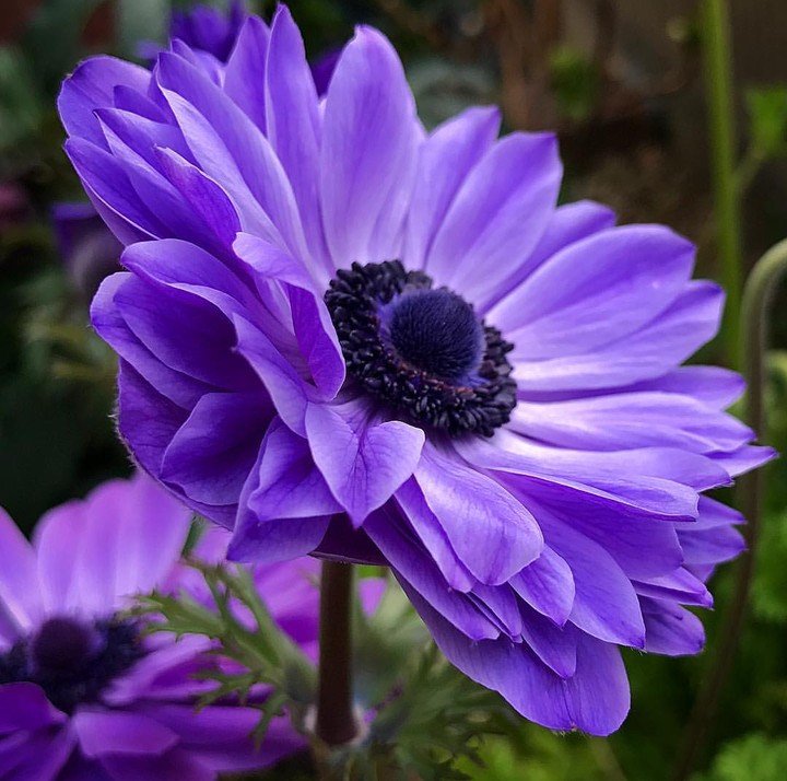 purple anemone