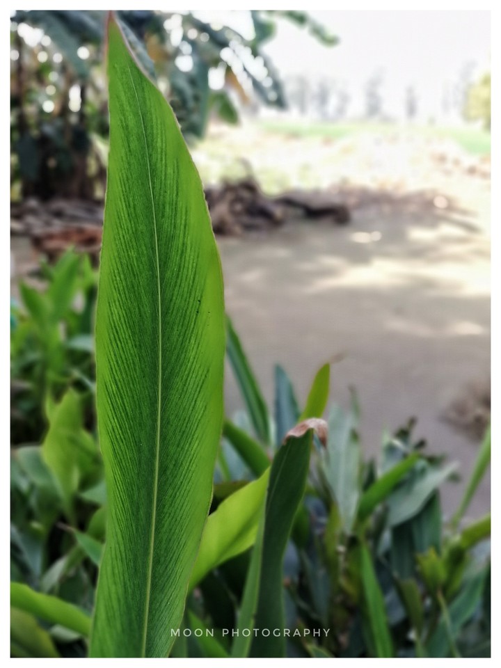 Capture Nature