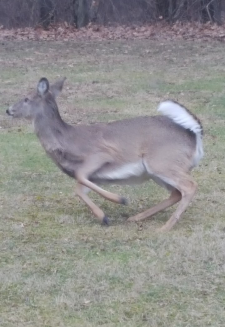 Deer on the run
