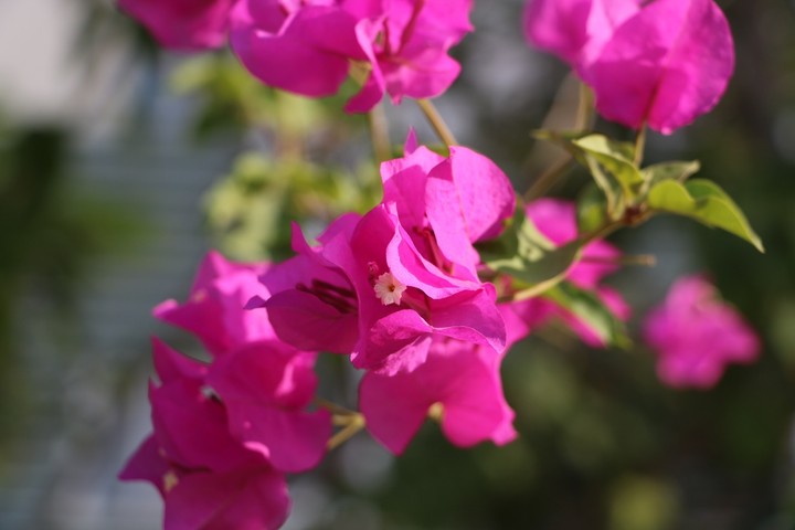 paper flower