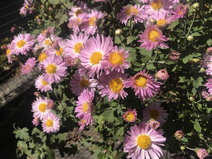 Autumn blooms