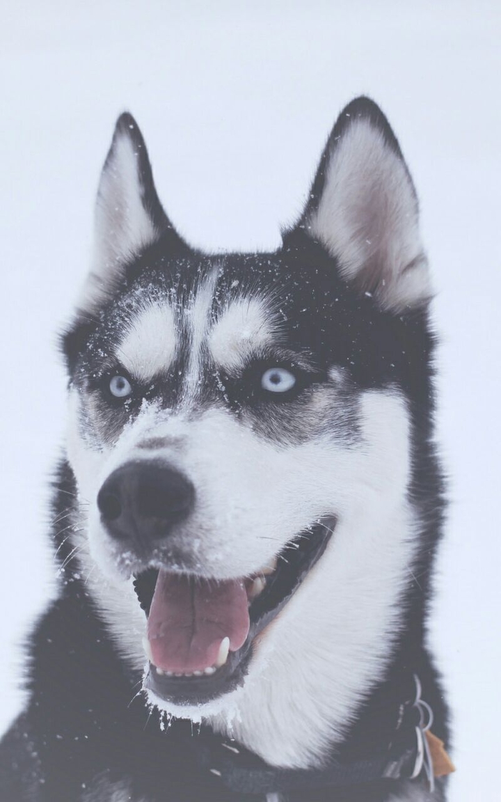 Dog husky