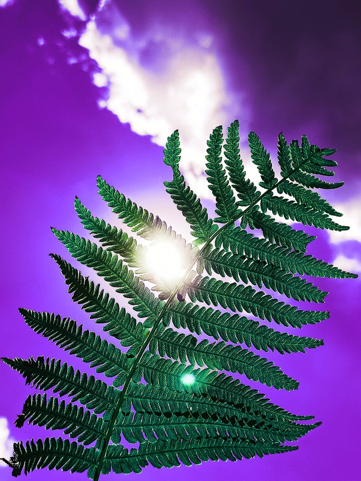 Fern
