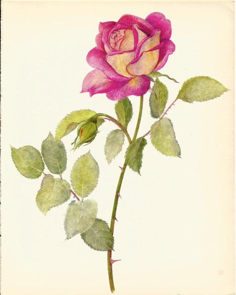A Rose ❤❤