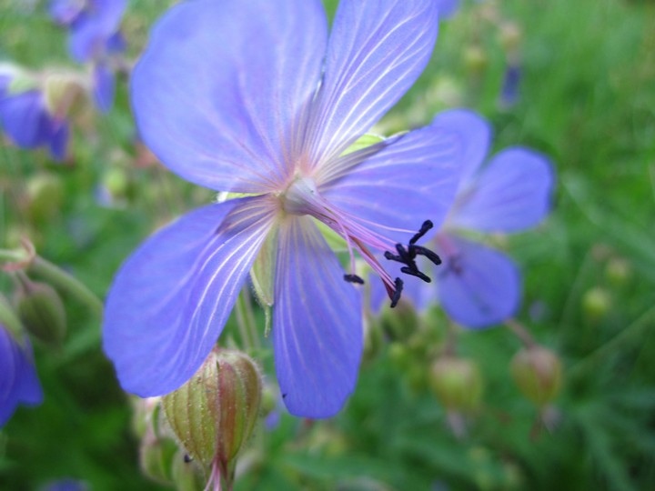 Geranium