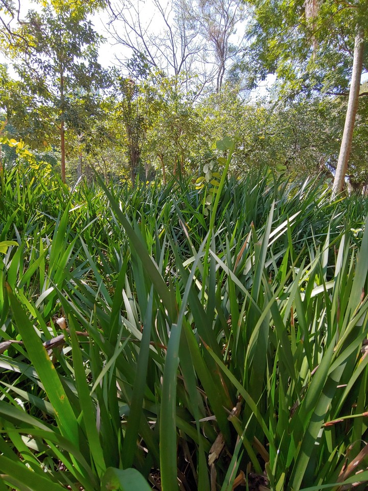Green with blue sky