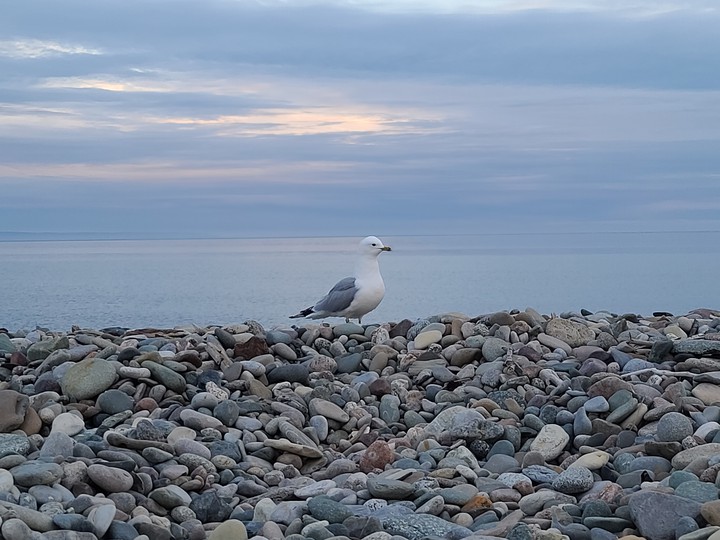 seagull