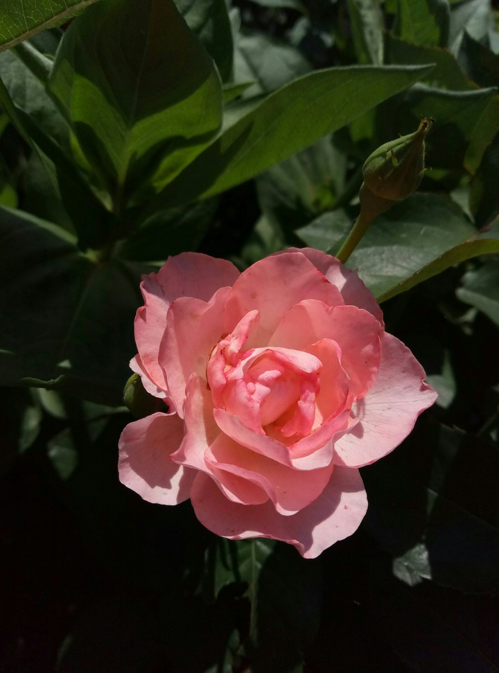 rose