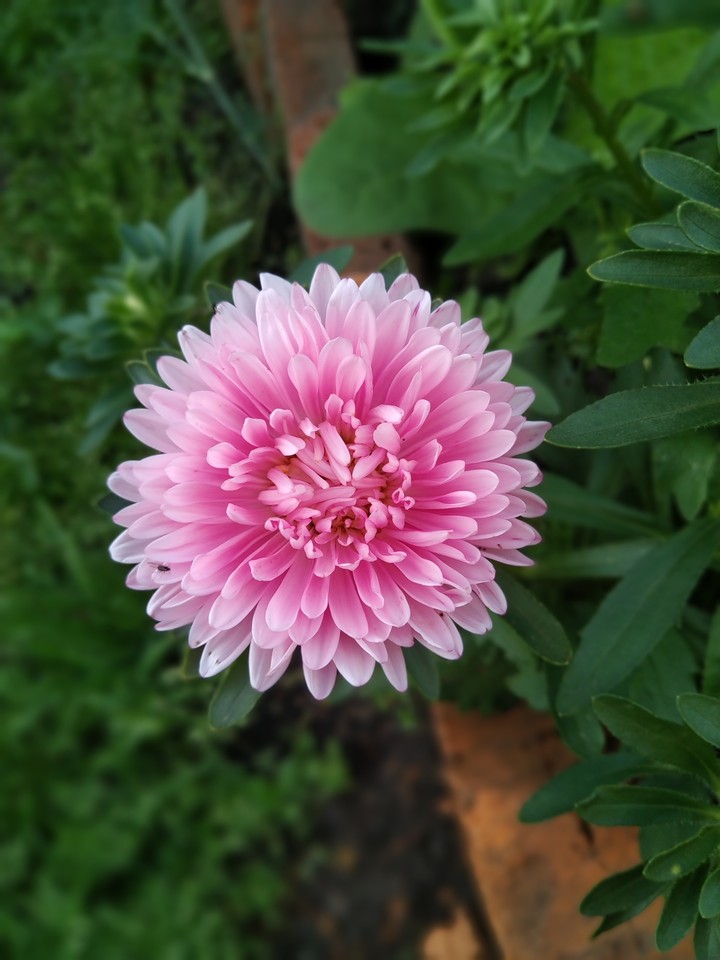 flower