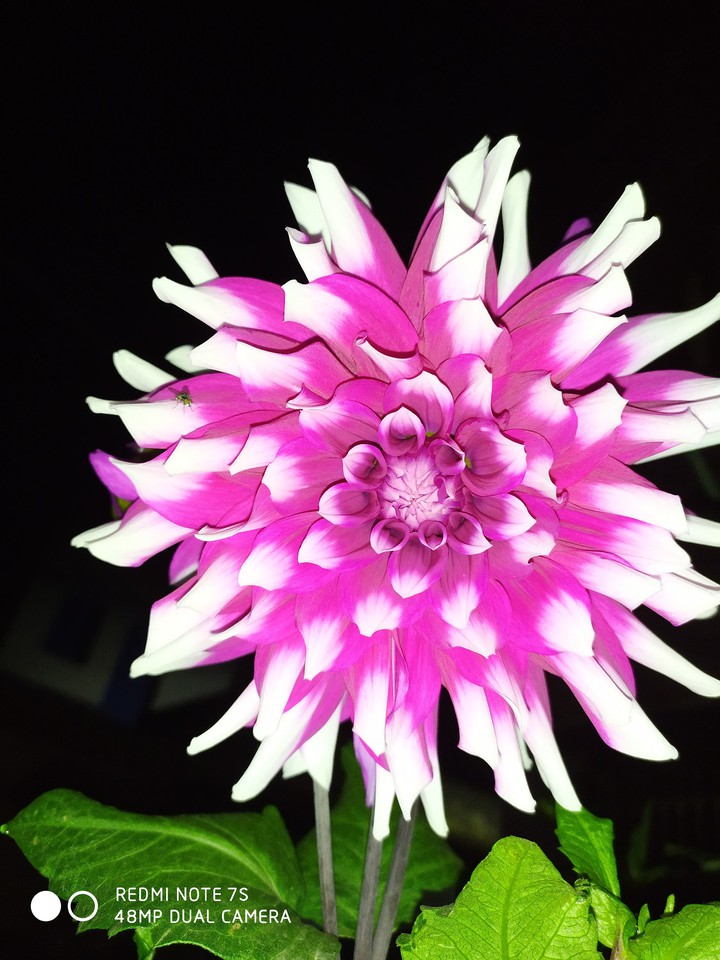 Home plant