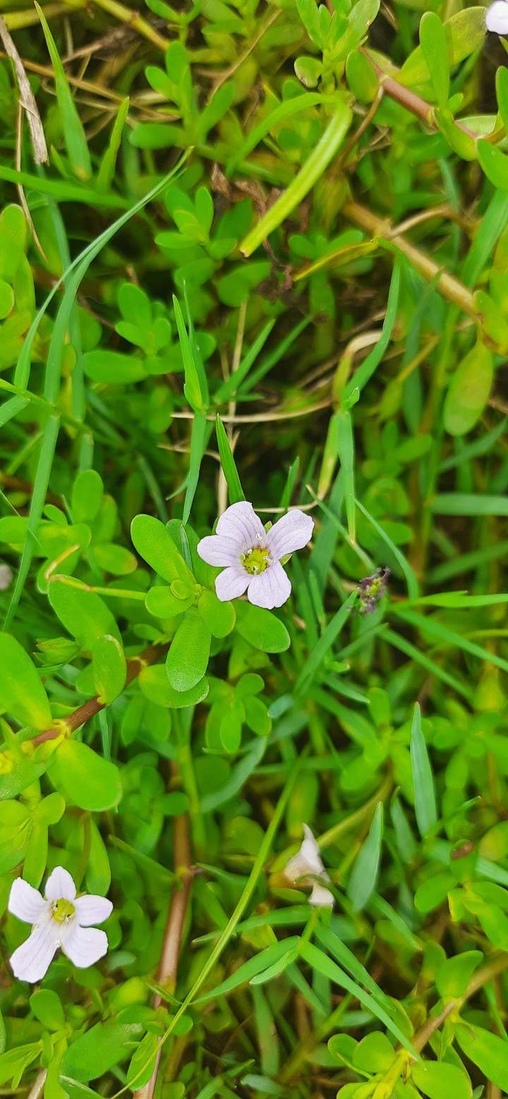 Wild flower