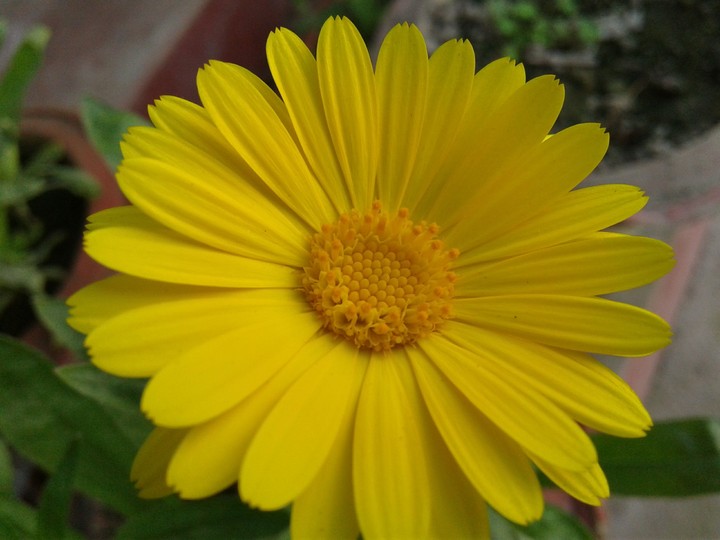 The flower in garden. Calendula