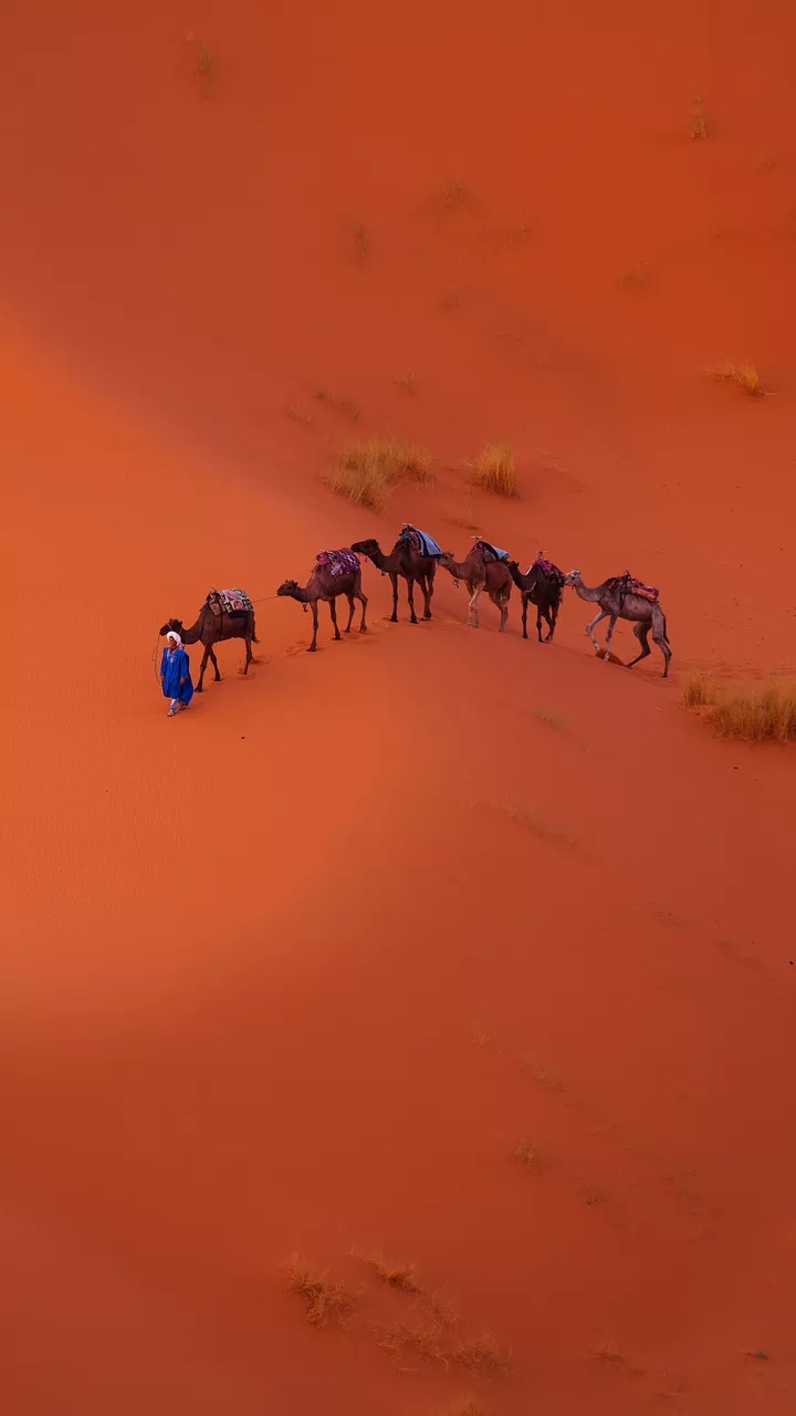 Camels