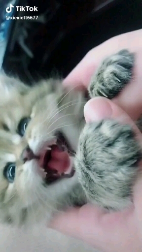 kitten