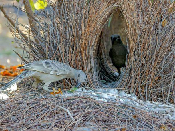 nest