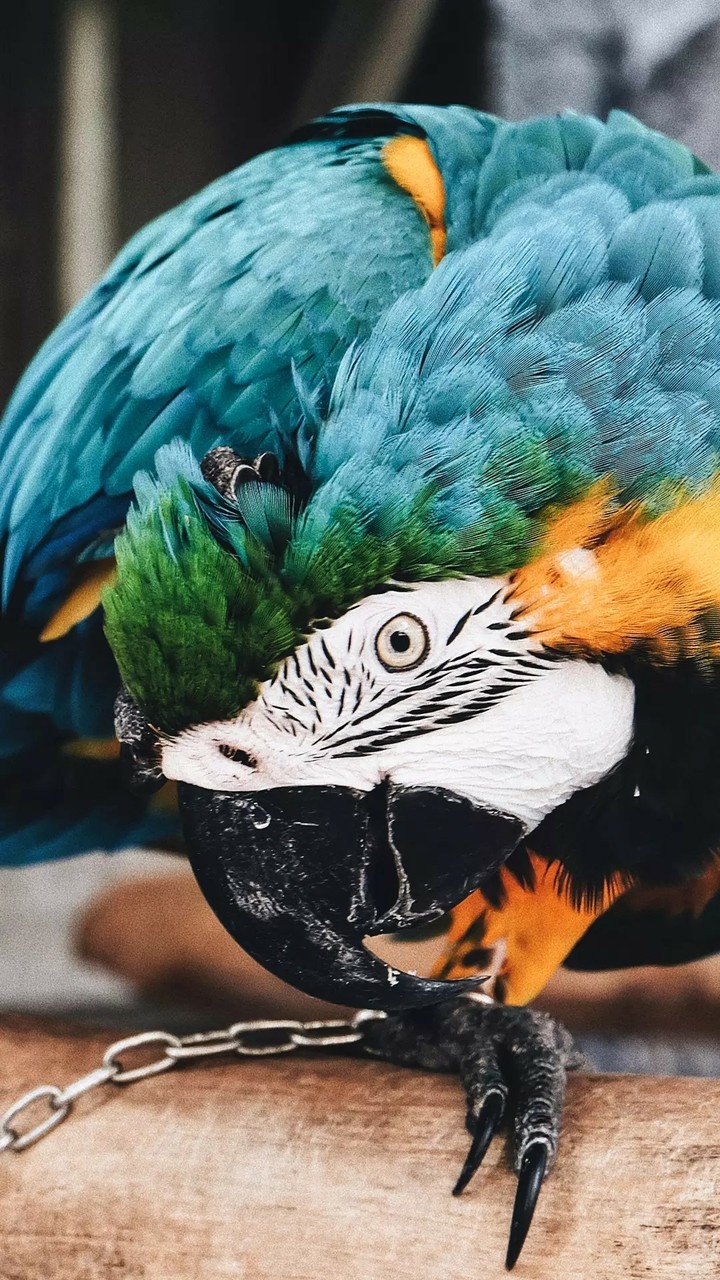 a beautiful birds