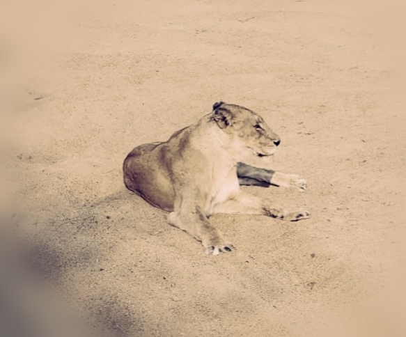 sahra desert