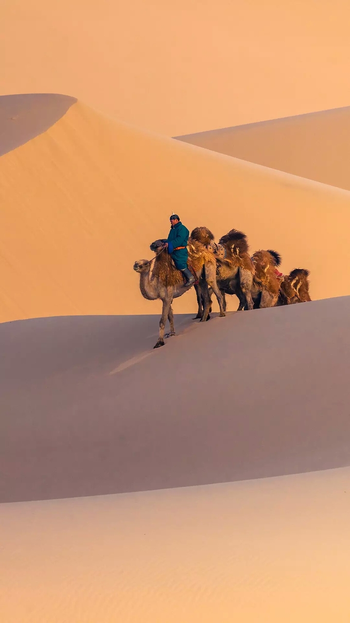 camel