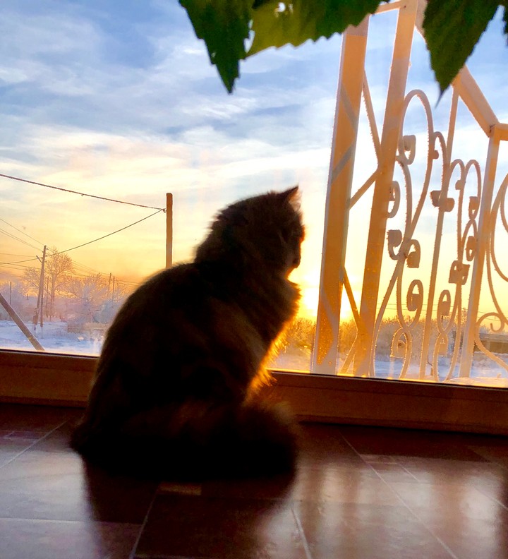 cat