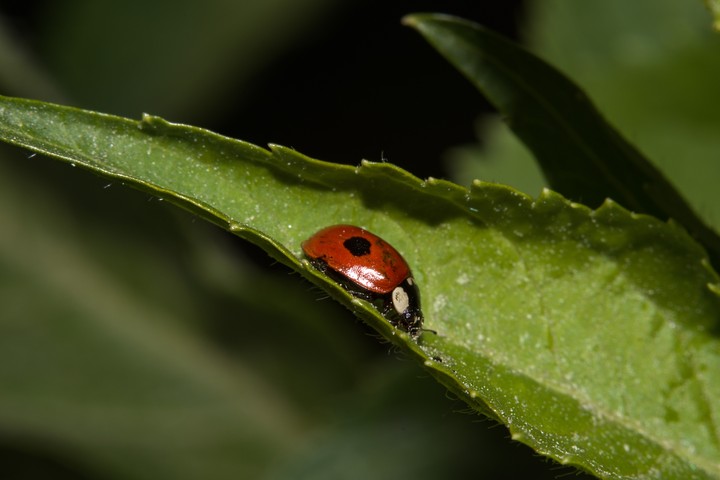 bugs