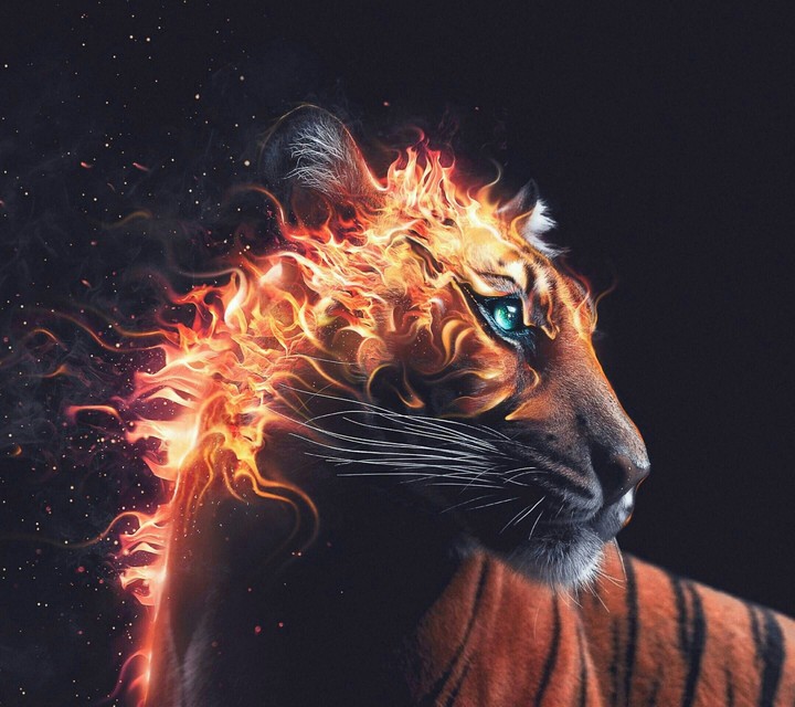 tiger