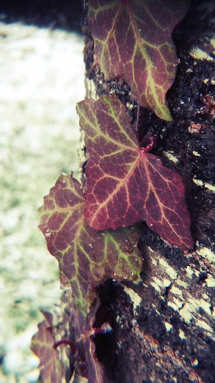 Leaf in the winter wind