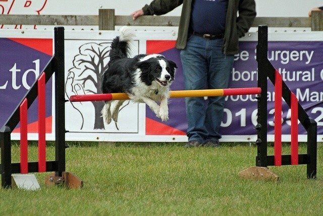 The Border Collie Because There Is No Better Dog