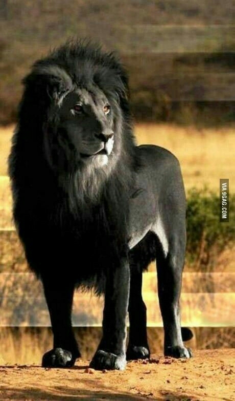 lion