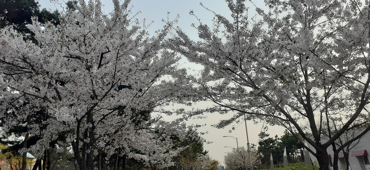 cherry blossom